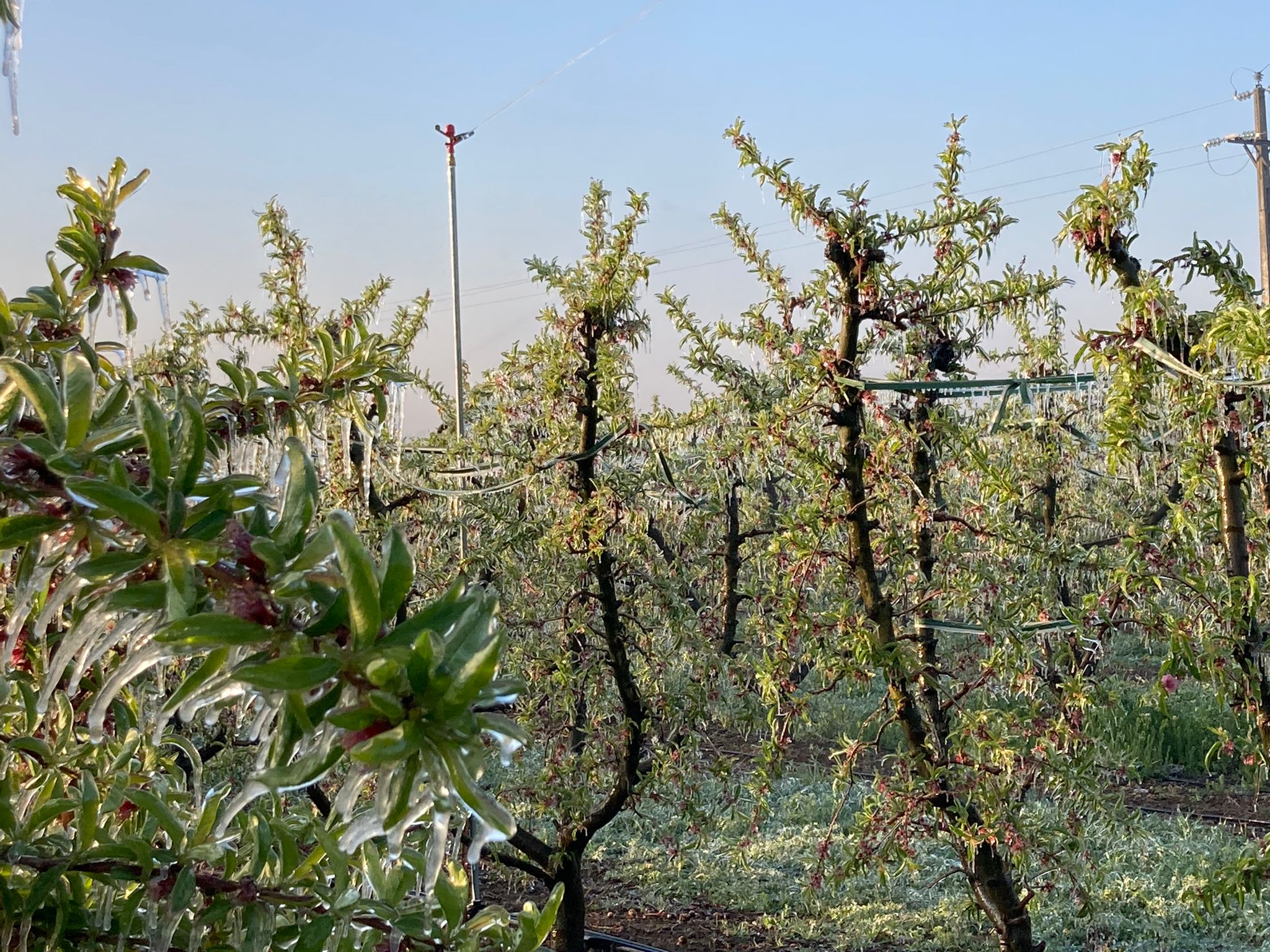 Les gelades causen pèrdues de 450 milions d’euros en la fruita dolça Les gelades causen pèrdues de 450 milions d’euros en la fruita dolça