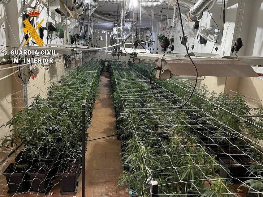 La Guardia Civil desmantela en Mérida 6 plantaciones de Marihuana con más de 3.000 plantas incautadas La Guardia Civil desmantela en Mérida 6 plantaciones de Marihuana con más de 3.000 plantas incautadas