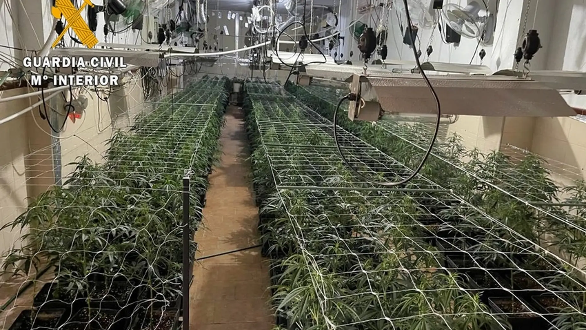 La Guardia Civil desmantela en Mérida 6 plantaciones de Marihuana con más de 3.000 plantas incautadas 