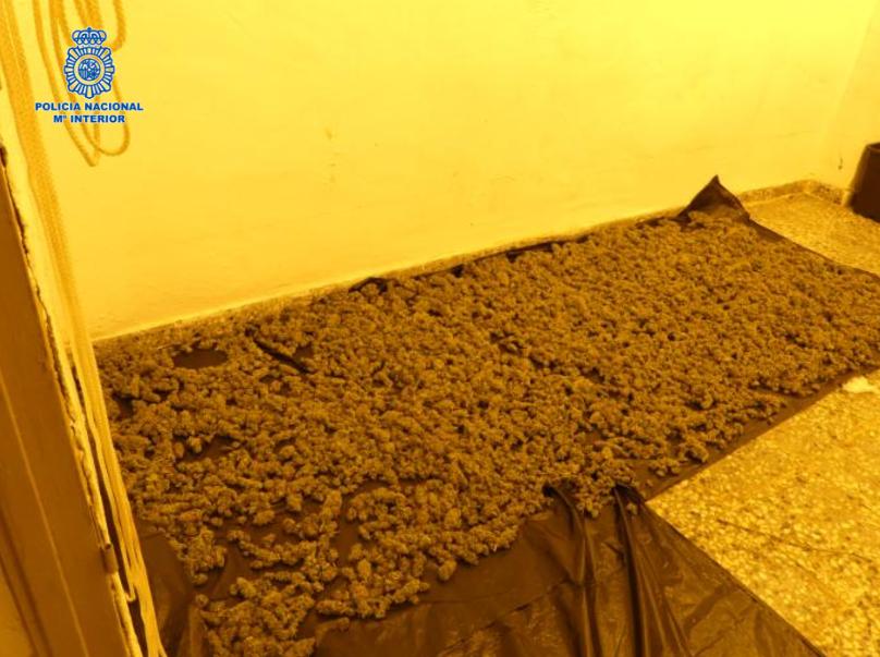 Desmantelado un centro de producción de marihuana en una vivienda deshabitada de Puertollano Desmantelado un centro de producción de marihuana en una vivienda deshabitada de Puertollano