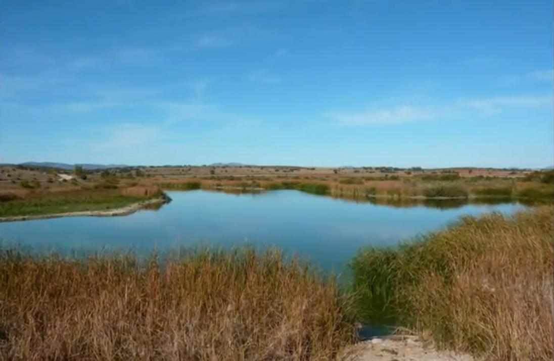 Regantes de El Vicario: "No poder regar es una catástrofe, se pueden secar vides, olivos, almendros y pistachos" Regantes de El Vicario: "No poder regar es una catástrofe, se pueden secar vides, olivos, almendros y pistachos"