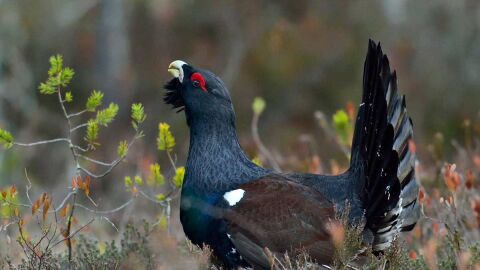 Urogallo en Aragón