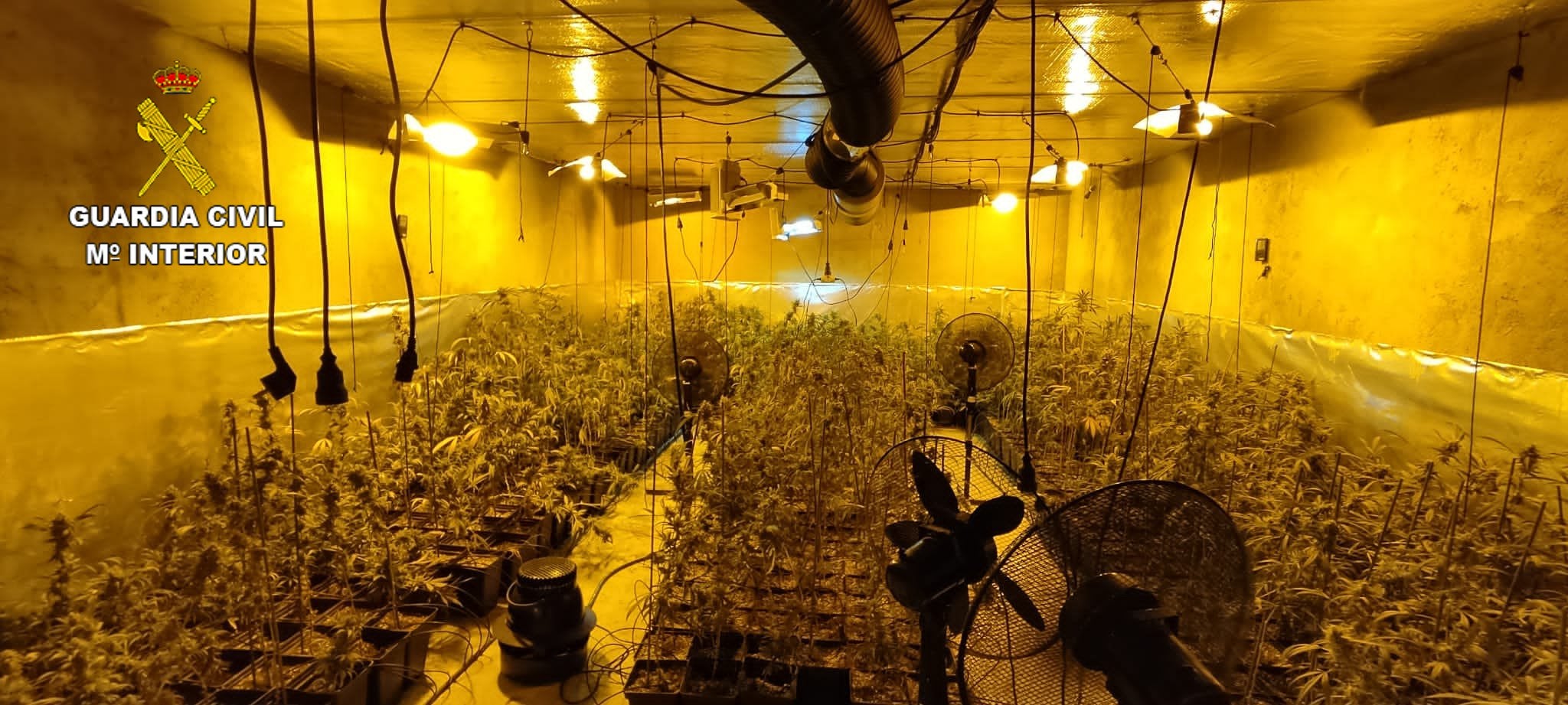 La Guardia Civil interviene 1.800 plantas de marihuana en La Puebla de Montalbán La Guardia Civil interviene 1.800 plantas de marihuana en La Puebla de Montalbán