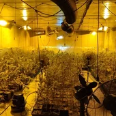 La Guardia Civil interviene casi 2.000 plantas de marihuana en La Puebla de Montalbán La Guardia Civil interviene casi 2.000 plantas de marihuana en La Puebla de Montalbán