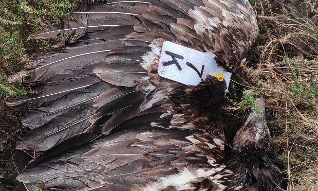 Hallan muerto al quebrantahuesos Lorién en el oriente de Asturias Hallan muerto al quebrantahuesos Lorién en el oriente de Asturias