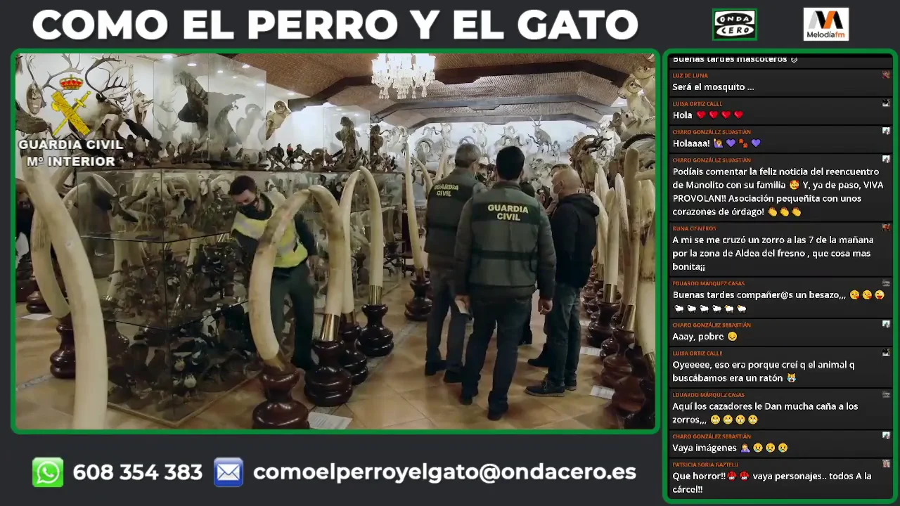 Incautado el mayor hallazgo de animales disecados protegidos a nivel nacional y uno de los más grandes de Europa Incautado el mayor hallazgo de animales disecados protegidos a nivel nacional y uno de los más grandes de Europa