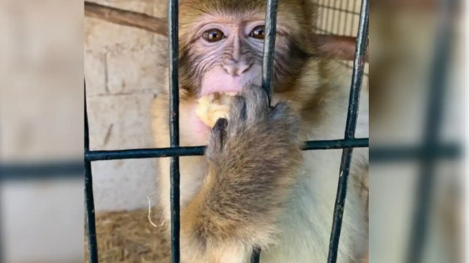 Faiza, la macaco incautada en Melilla: ¿Para qué queréis meter un mono en casa? ¿No tenéis suficiente con los perros y los gatos? Faiza, la macaco incautada en Melilla: ¿Para qué queréis meter un mono en casa? ¿No tenéis suficiente con los perros y los gatos?