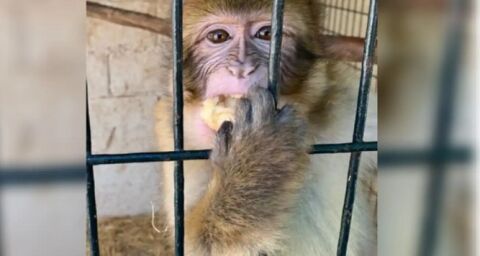 Macaco incautado en Melilla