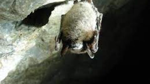 Cueva de los murci&eacute;lagos. Zuheros