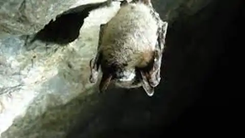 Cueva de los murciélagos. Zuheros Cueva de los murciélagos. Zuheros