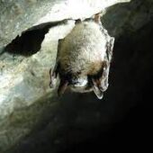 Cueva de los murciélagos. Zuheros