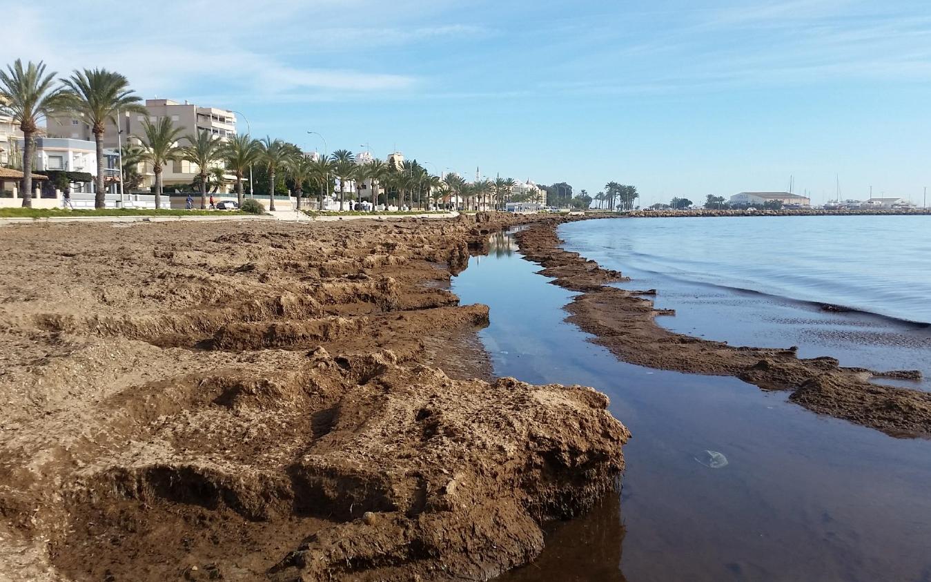 Santa Pola pide a la Generalitat poder recoger la posidonia de sus playas todos los meses Santa Pola pide a la Generalitat poder recoger la posidonia de sus playas todos los meses