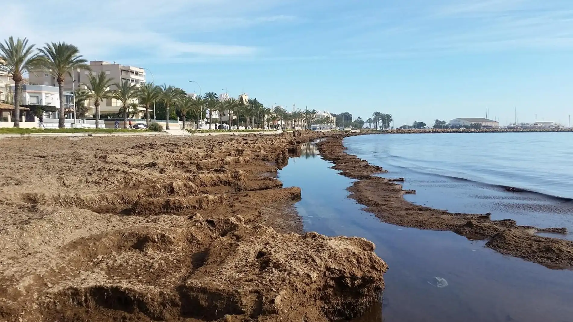 Posidonia en una de las playas urbanas de Santa Pola. 