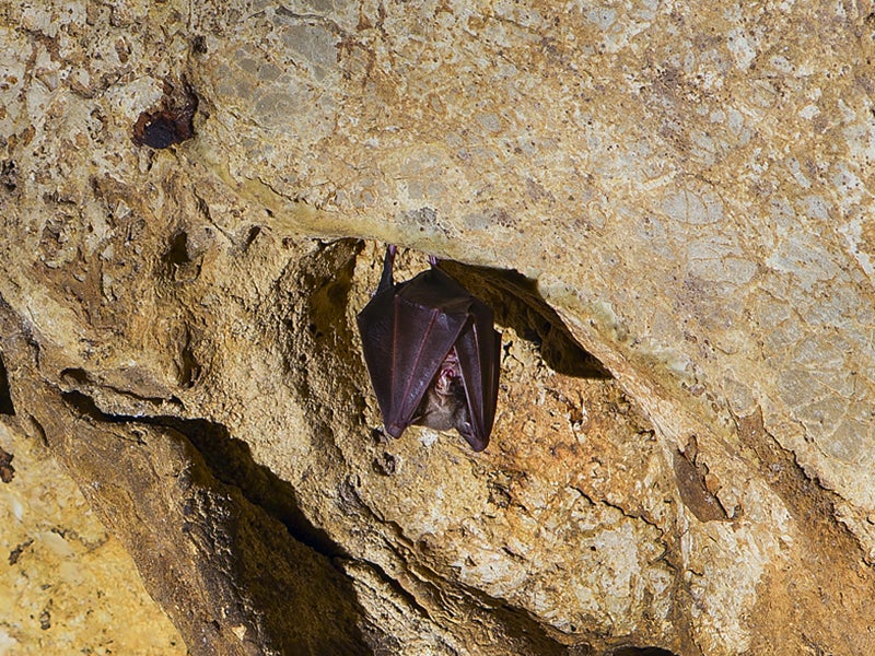 La Cueva de los murciélagos de Zuheros celebra el 30 aniversario de su apertura La Cueva de los murciélagos de Zuheros celebra el 30 aniversario de su apertura