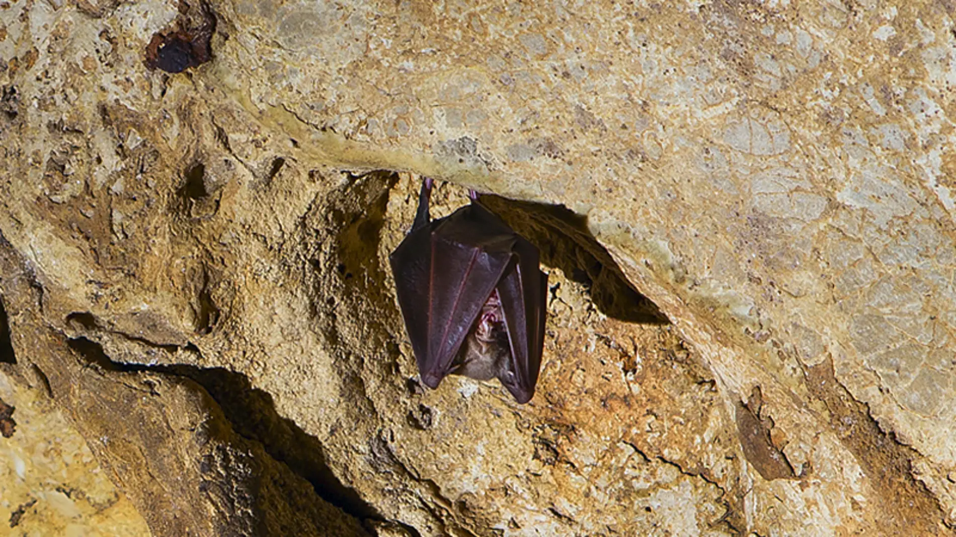 Cueva de los murciélagos de Zuheros 