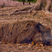 LA UNIÓ pide extremar las precauciones para evitar la entrada de la peste porcina africana