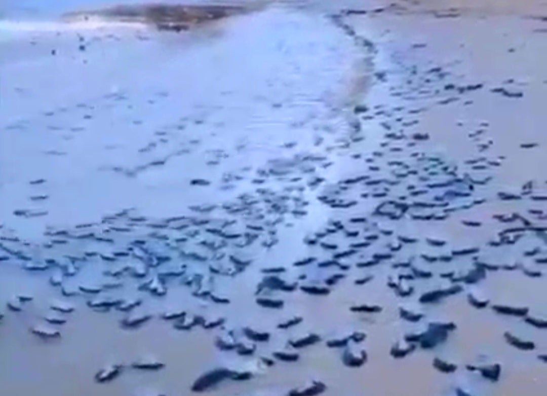 En Orihuela Costa aparecen sus playas llenas de medusas, tras el temporal pasado En Orihuela Costa aparecen sus playas llenas de medusas, tras el temporal pasado