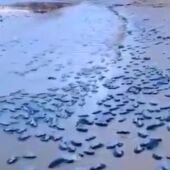 En Orihuela Costa aparecen sus playas llenas de medusas, tras el temporal pasado    