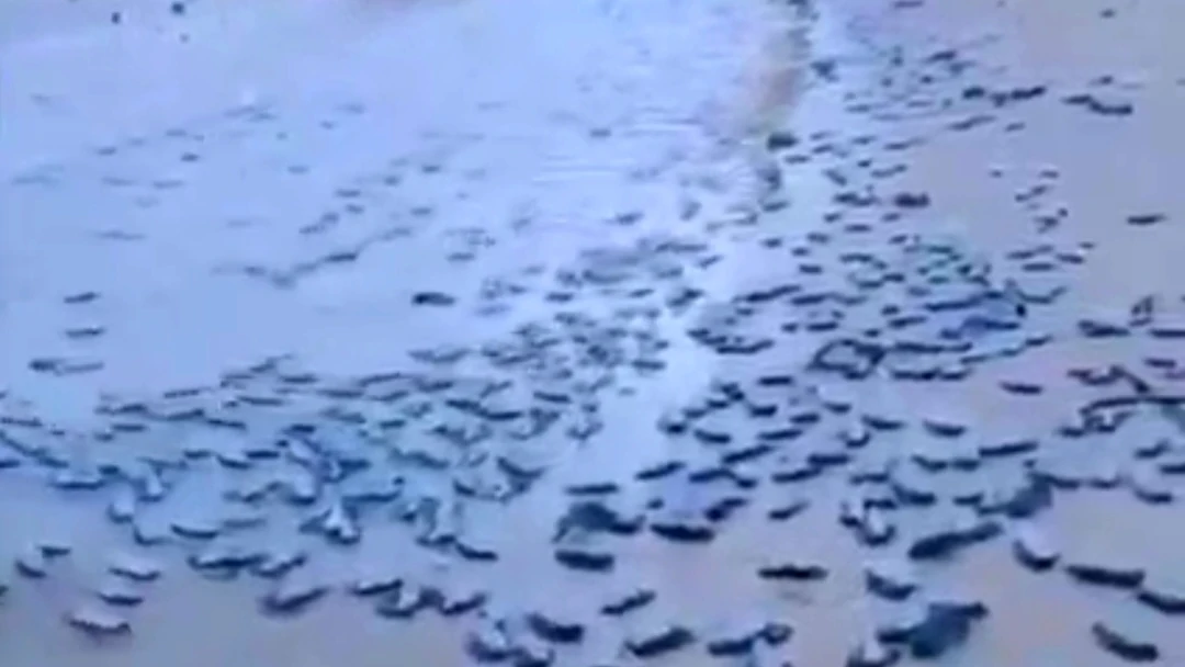 En Orihuela Costa aparecen sus playas llenas de medusas, tras el temporal pasado medusas