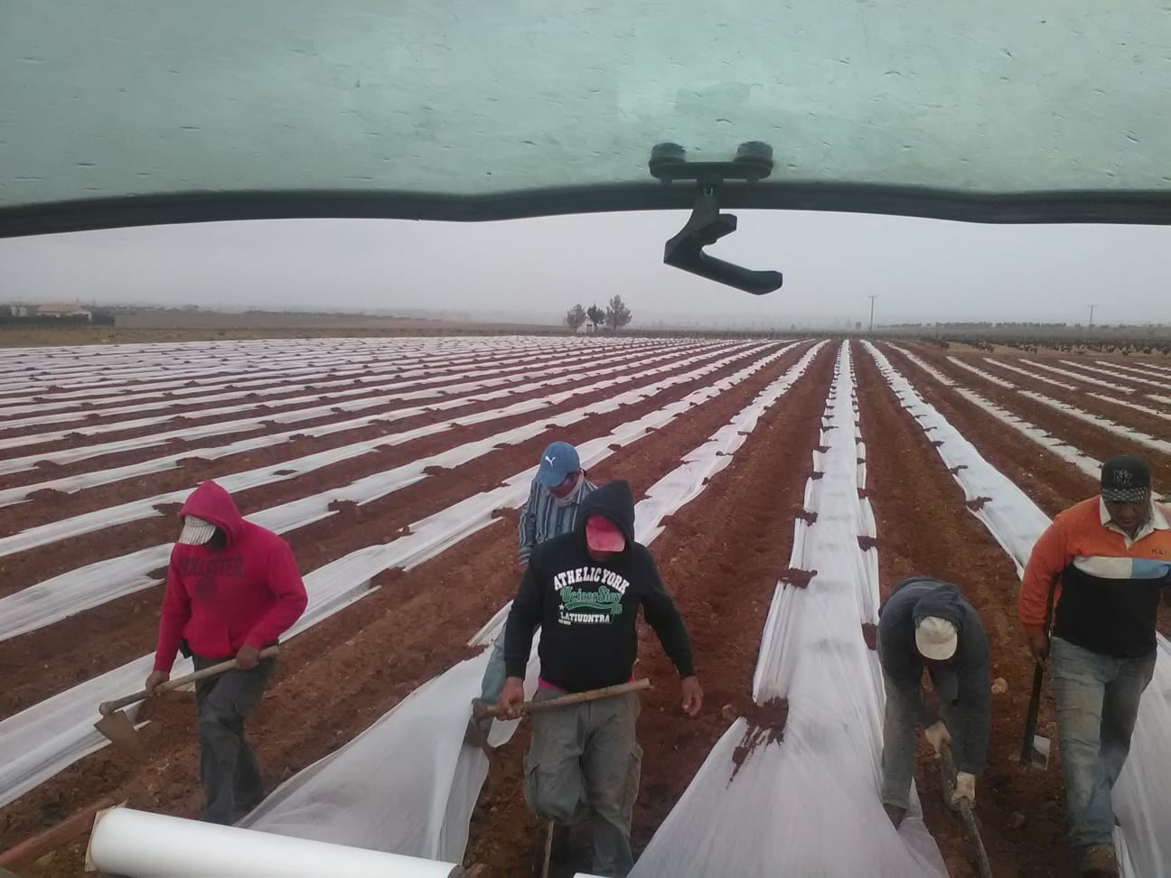 En localidades como Membrilla ya ha empezado la siembra con manta térmica del melón y la sandía En localidades como Membrilla ya ha empezado la siembra con manta térmica del melón y la sandía
