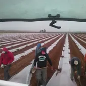 Imagen siembra temprana con manta térmica melón y sandía Imagen siembra temprana con manta térmica melón y sandía