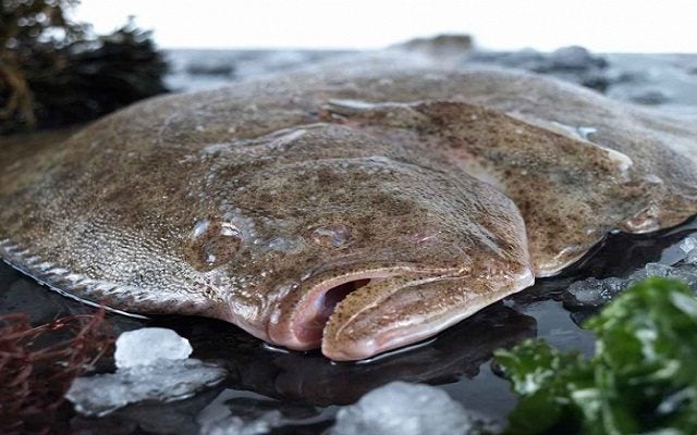 El rodaballo, un manjar internacional El rodaballo, un manjar internacional