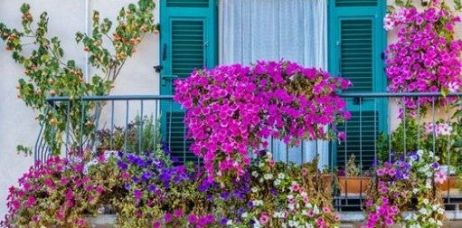 AECC organiza en "Balcón de las flores" en Valdepeñas AECC organiza en "Balcón de las flores" en Valdepeñas