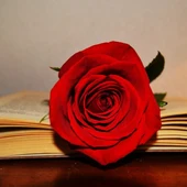 Enguany s'espera un Sant Jordi de rècord Enguany s'espera un Sant Jordi de rècord