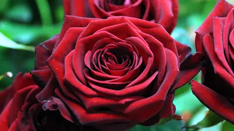 Enguany s'espera un Sant Jordi de rècord Enguany s'espera un Sant Jordi de rècord