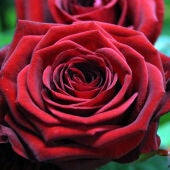 Enguany s'espera un Sant Jordi de rècord