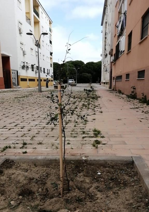 Puerto Real inicia la colocación de nuevas especies de árboles Puerto Real inicia la colocación de nuevas especies de árboles