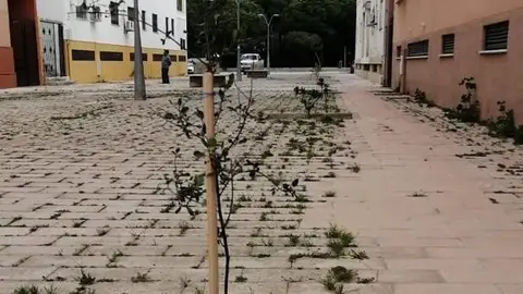 Uno de los árboles que se han plantado en una calle de Puerto Real Uno de los árboles que se han plantado en una calle de Puerto Real