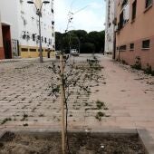 Uno de los árboles que se han plantado en una calle de Puerto Real