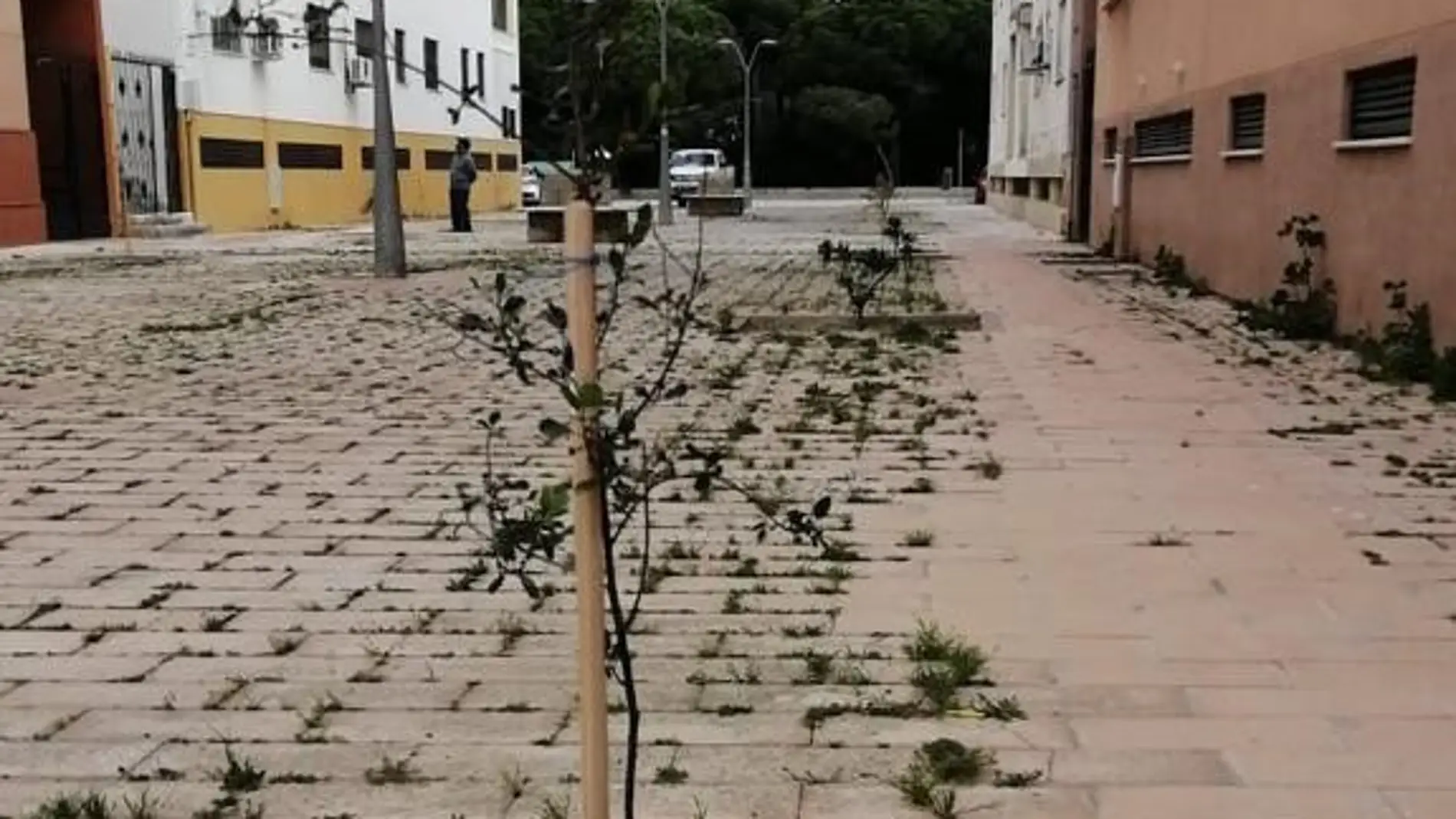 Uno de los árboles que se han plantado en una calle de Puerto Real