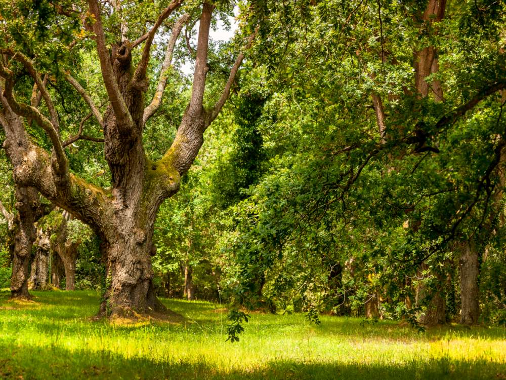 Un jardín botánico (atlántico) al que prestamos poca atención Un jardín botánico (atlántico) al que prestamos poca atención