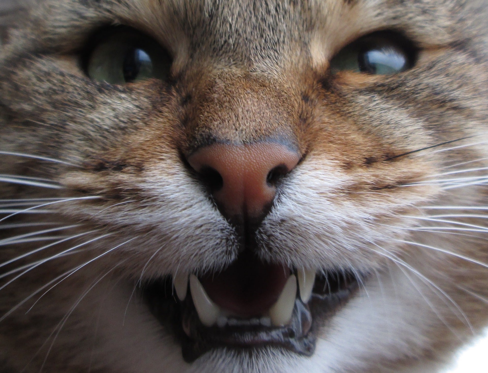 ¿Cómo calcular la edad de un gato? ¿Cómo calcular la edad de un gato?