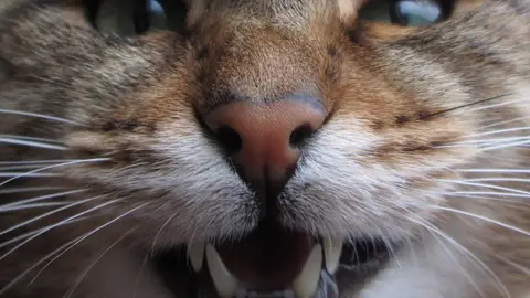 Dientes de un gato Dientes de un gato