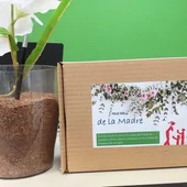 Campaña Fecose para el día de la Madre Campaña Fecose para el día de la Madre