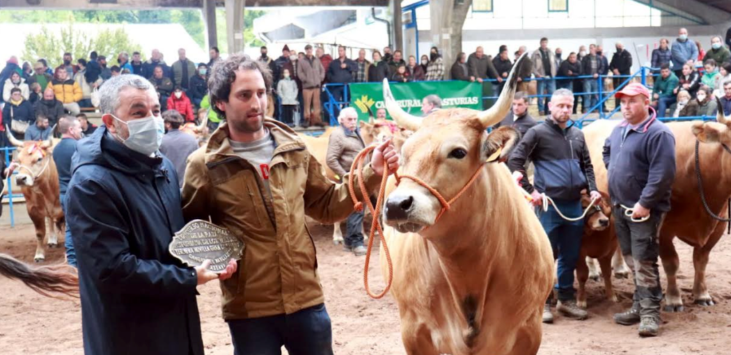 Amplia representación de la comarca oriental en el 34 Concurso Subasta Nacional de Raza Asturiana de los Valles Amplia representación de la comarca oriental en el 34 Concurso Subasta Nacional de Raza Asturiana de los Valles