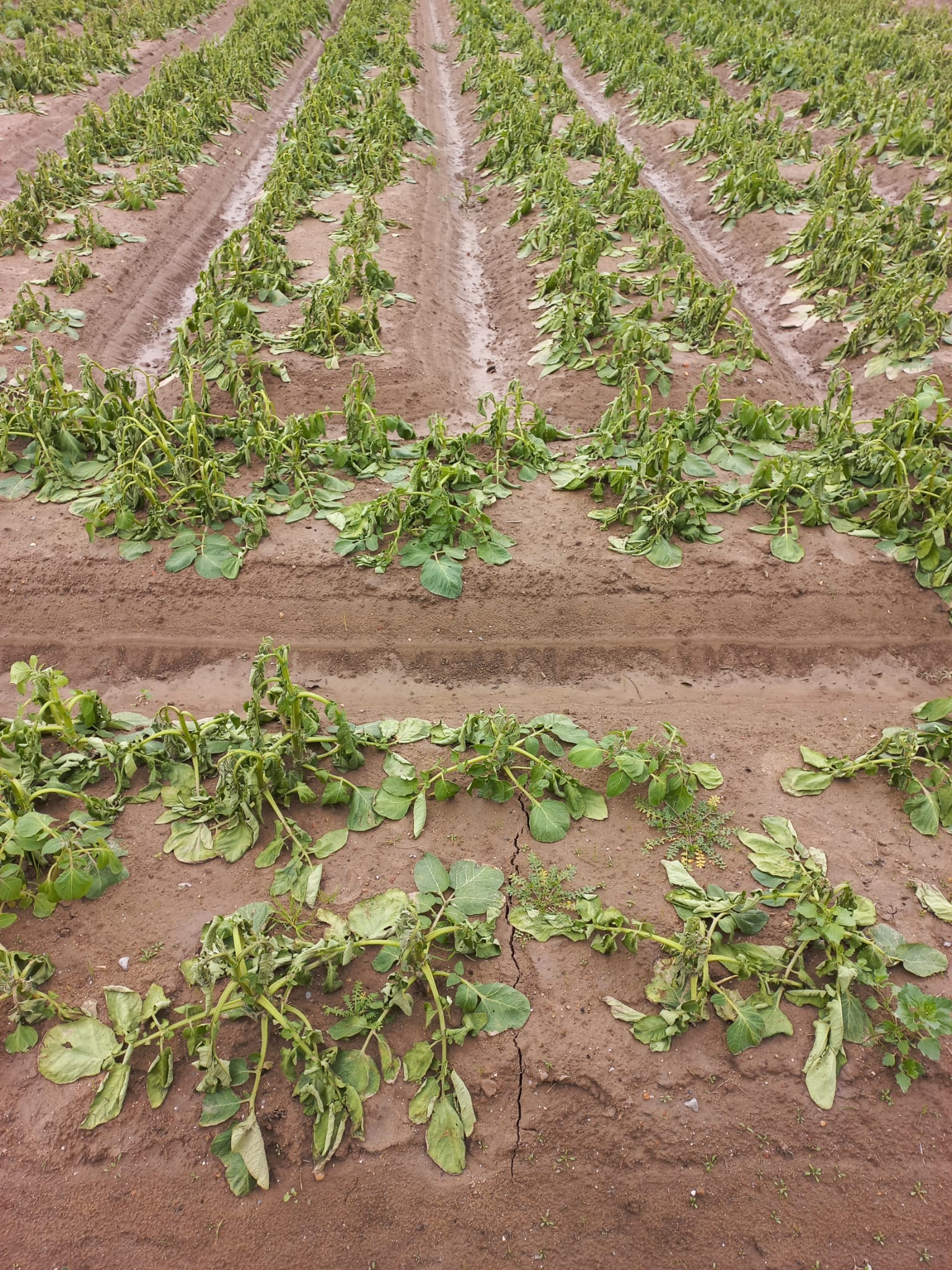 Carles Peris: "Si segueix plovent la terra ja està molt farta i ja no ens pot portar res bo" Carles Peris: "Si segueix plovent la terra ja està molt farta i ja no ens pot portar res bo"