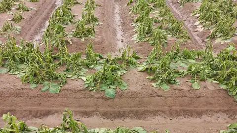 Campos afectados lluvia CAMPOS LLUVIAS