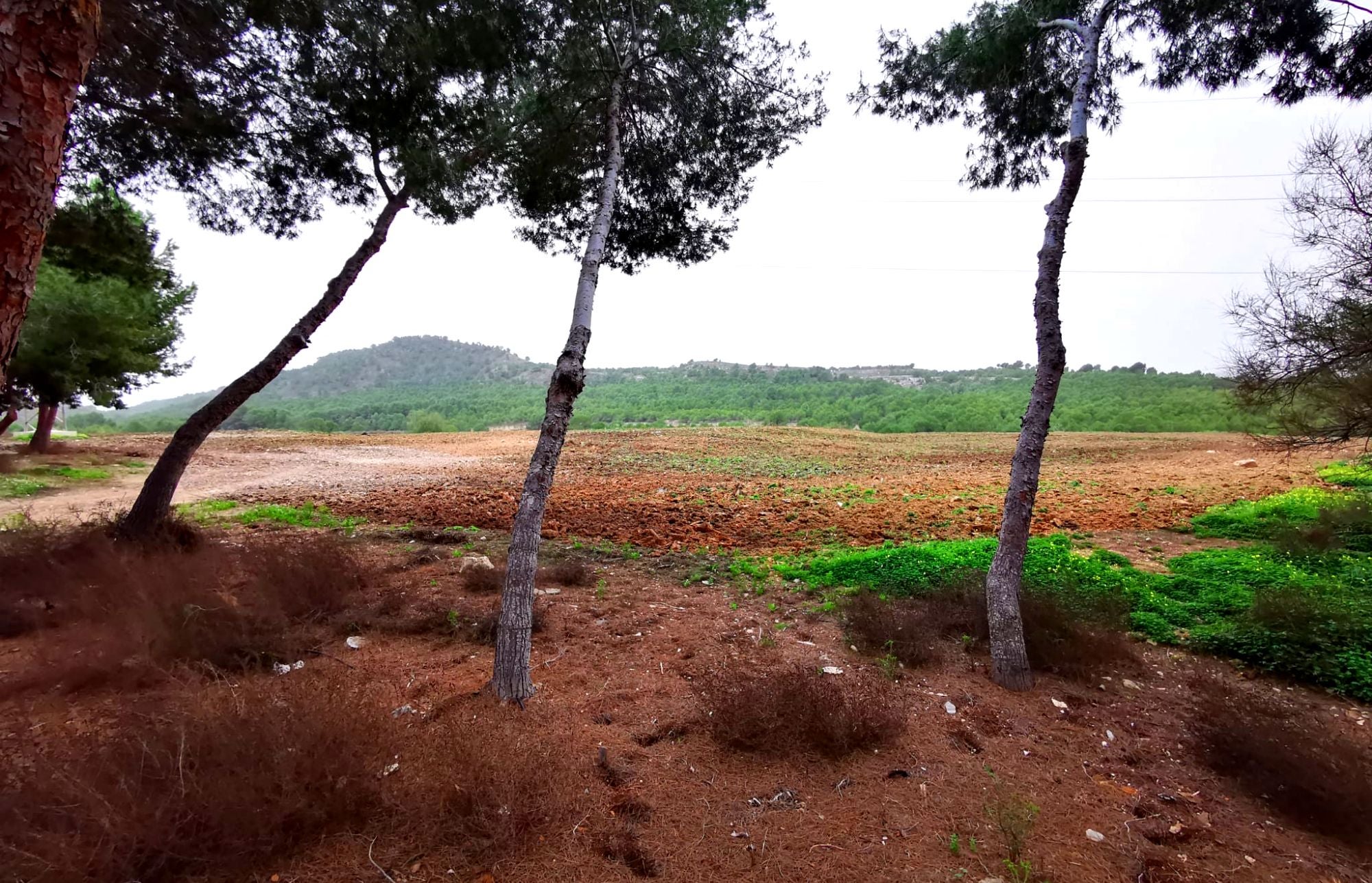 Benejúzar finaliza la recuperación del antiguo vertedero de escombros con la plantación de árboles Benejúzar finaliza la recuperación del antiguo vertedero de escombros con la plantación de árboles