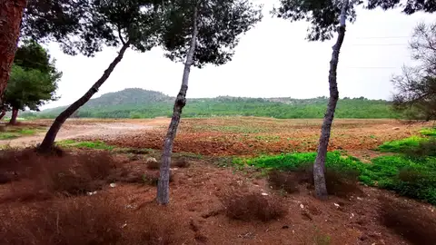 Benejúzar finaliza la recuperación del antiguo vertedero de escombros con la plantación de árboles plantacion arbolado
