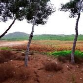Benejúzar finaliza la recuperación del antiguo vertedero de escombros con la plantación de árboles     