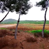 Benejúzar finaliza la recuperación del antiguo vertedero de escombros con la plantación de árboles Benejúzar finaliza la recuperación del antiguo vertedero de escombros con la plantación de árboles