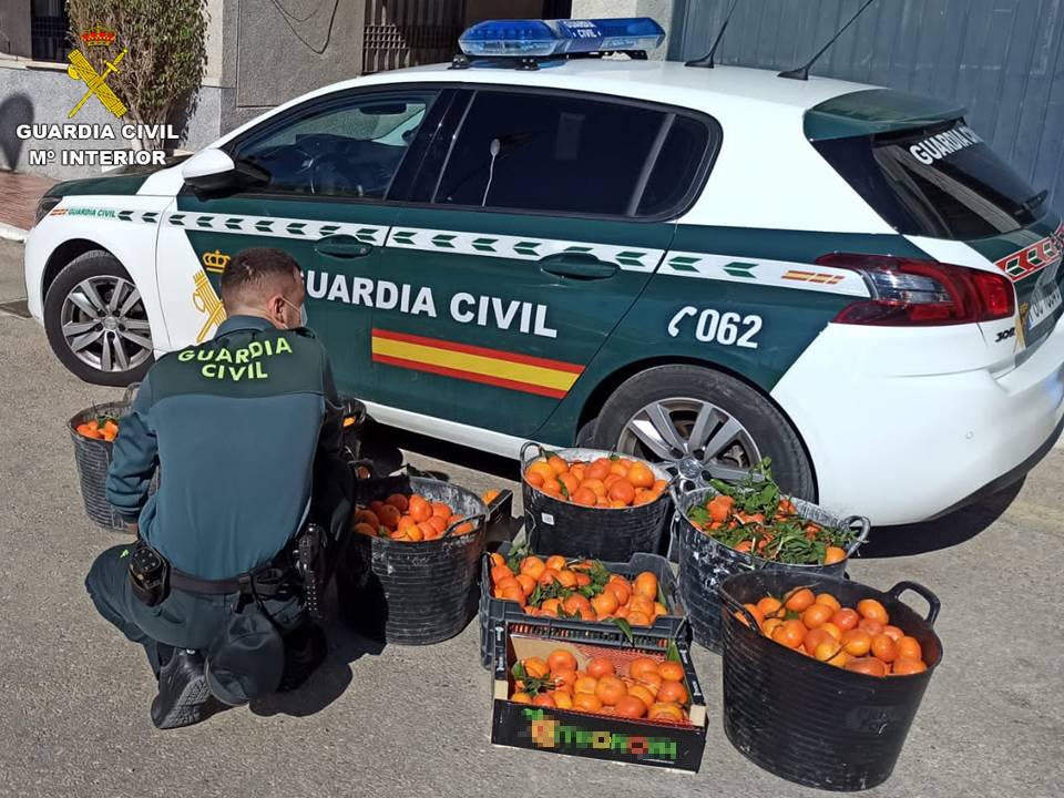 La Guardia Civil investiga a dos personas por el supuesto hurto de 175 kilos de mandarinas en San Miguel La Guardia Civil investiga a dos personas por el supuesto hurto de 175 kilos de mandarinas en San Miguel