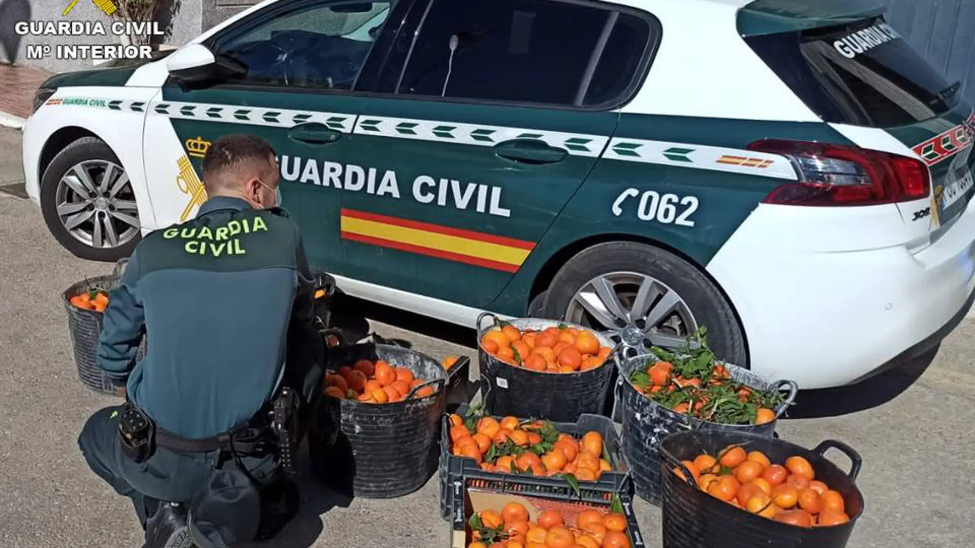La Guardia Civil investiga a dos personas por el supuesto hurto de 175 kilos de mandarinas en San Miguel