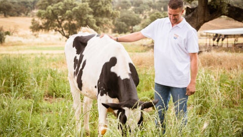 vacas
