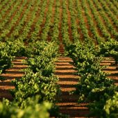 El tamaño medio de las explotaciones agrarias de Extremadura creció un 6,9% entre 2009 y 2020