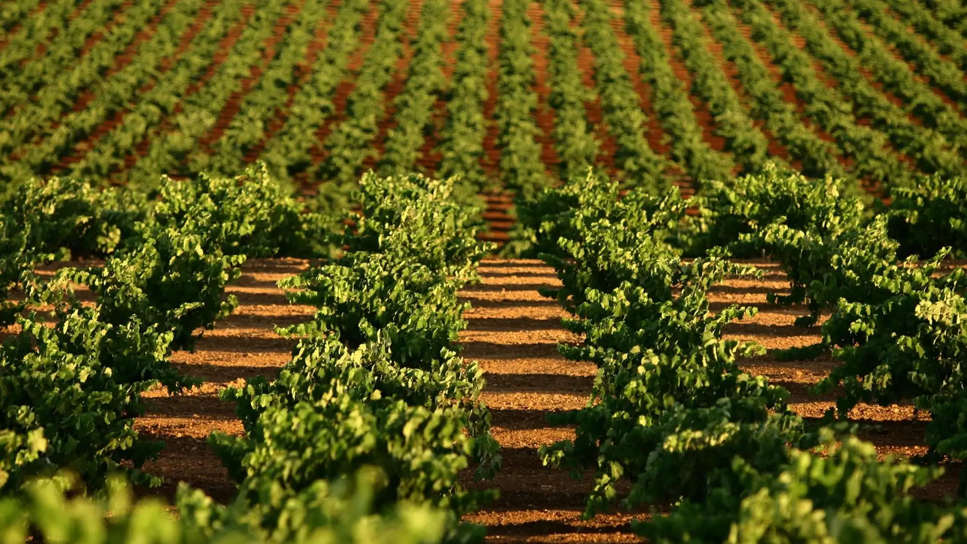 El tamaño medio de las explotaciones agrarias de Extremadura creció un 6,9% entre 2009 y 2020